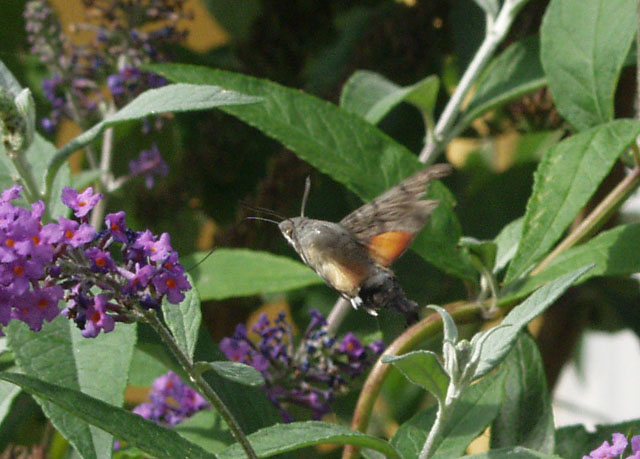 kolibrie pijlstaartvlinder